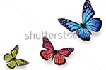 метелики для фотодруку
