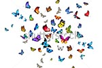 метелики для фотодруку
