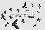 пташки для фотодруку на стелі